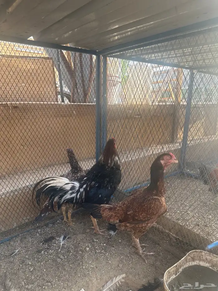 دجاج خارجي للبيع 0