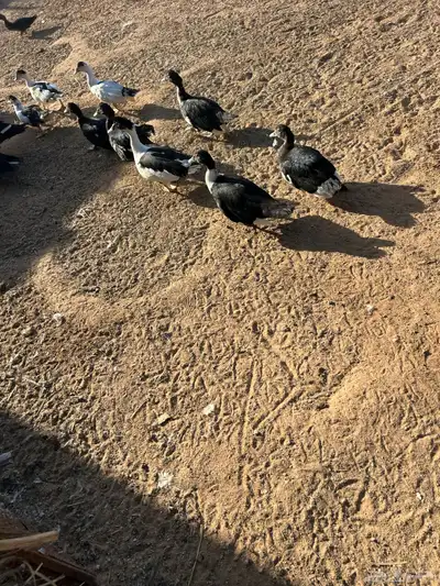 القصيم البدايع 0