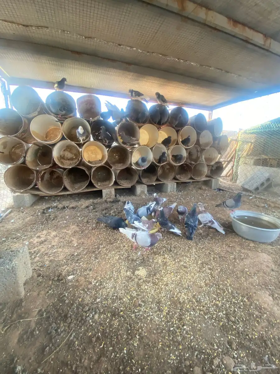 حمام عادي 0