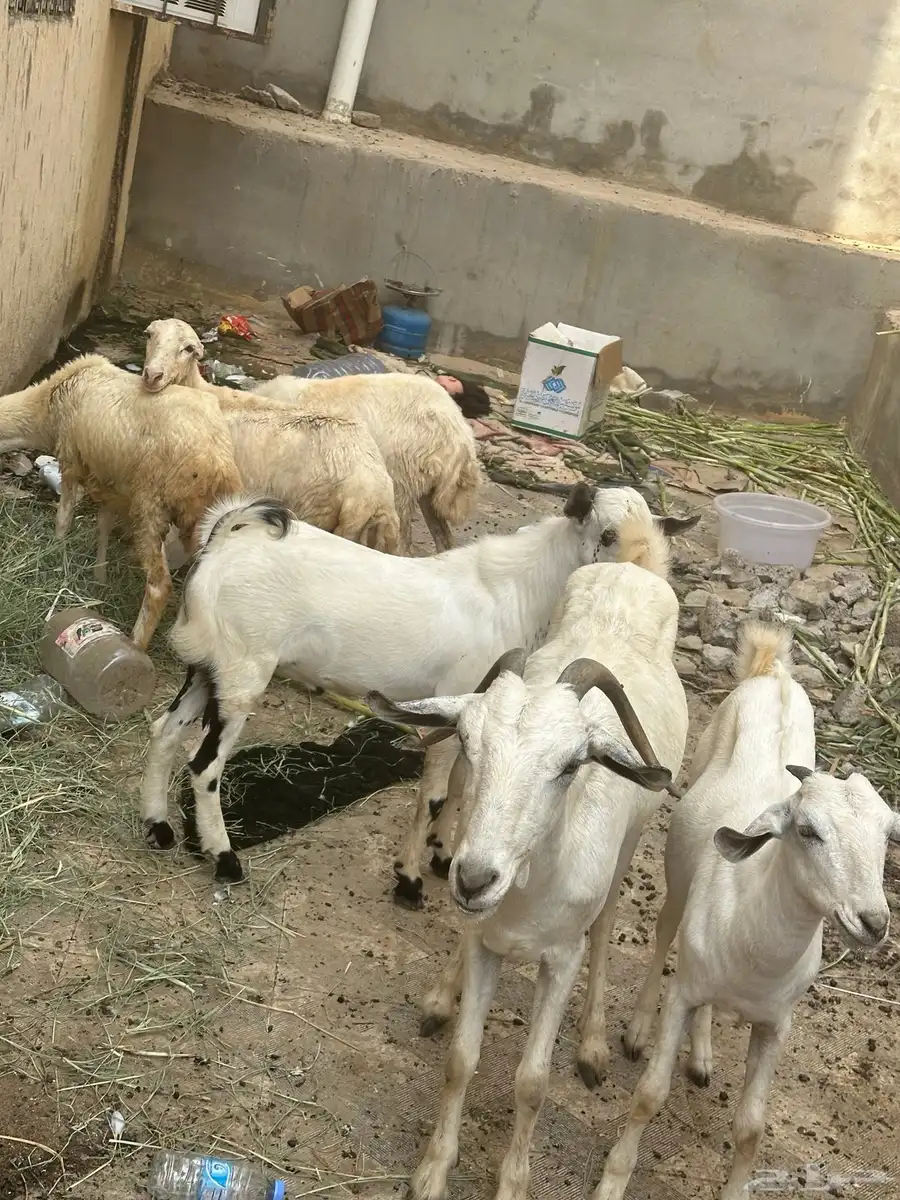 غنم 2 تيس 1 رخل 3 index
