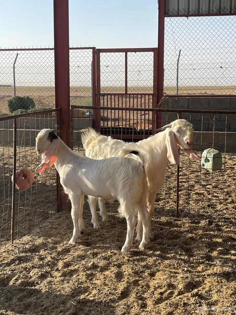 للبيع مشاريع فحول ماعز أبيض مطوره 9
