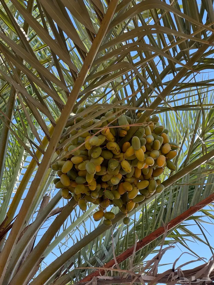 محصول تمور 2025 6