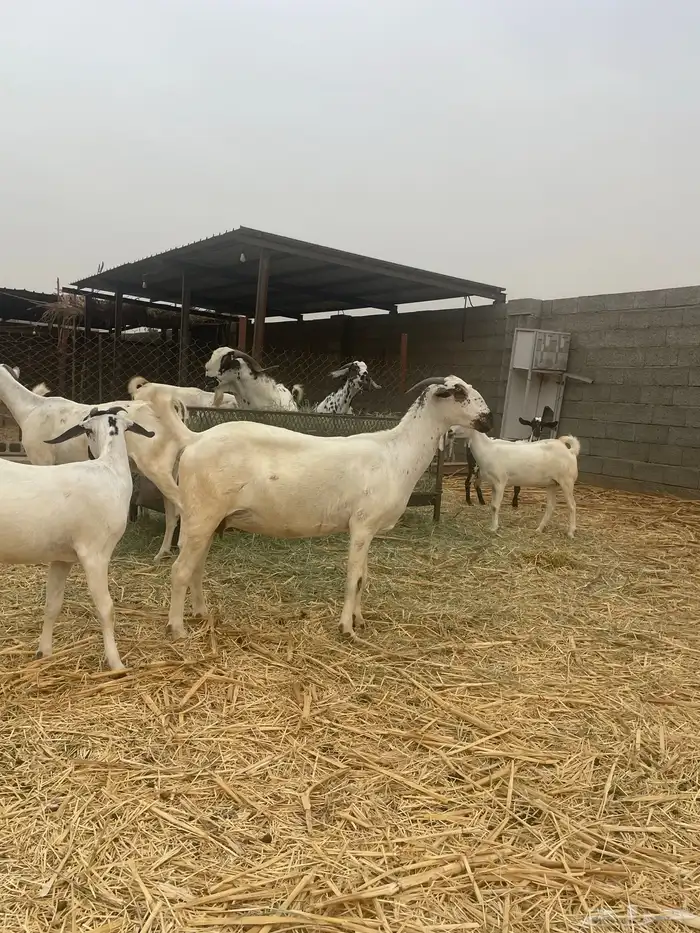 ماعز بيشي 1