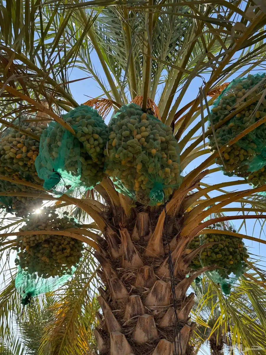 محصول تمور 2025 1