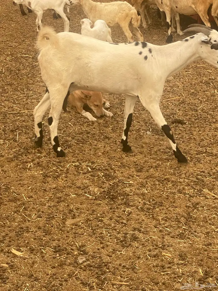 غنم باشيات 3