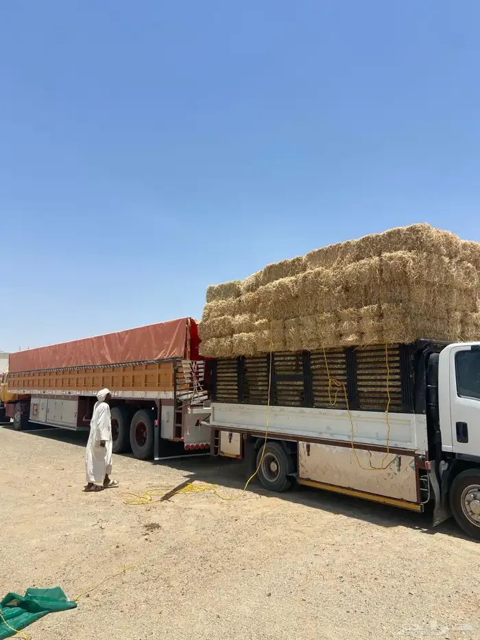 دنا الدوادمي دينه البجاديه القرنه نفي عفيف 0