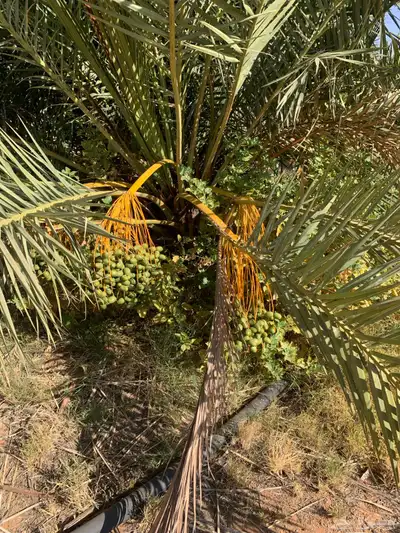 برحي سكري خلاص شيشي 1