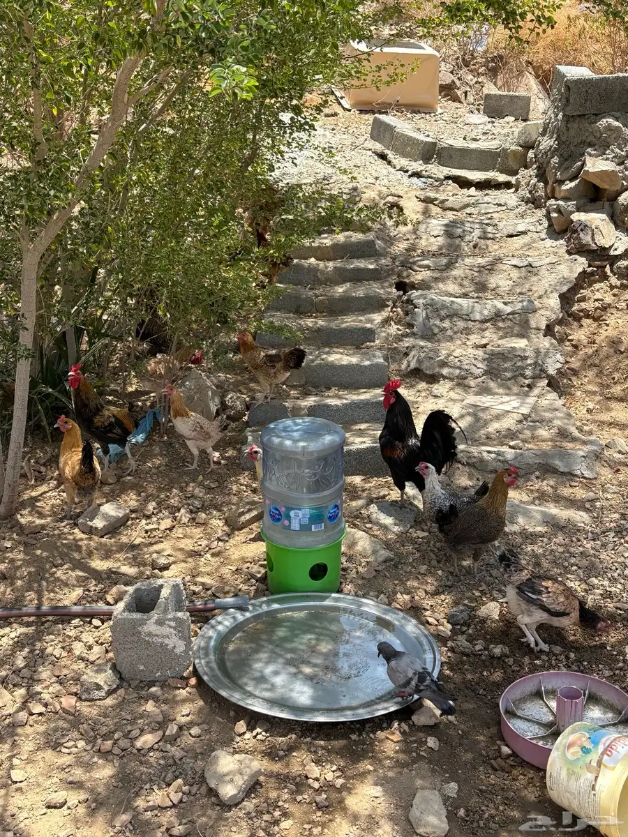 دجاج بلدي للبيع 2