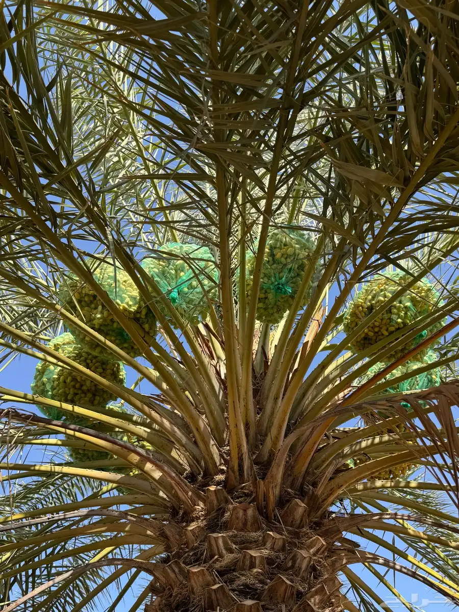 محصول تمور 2025 2