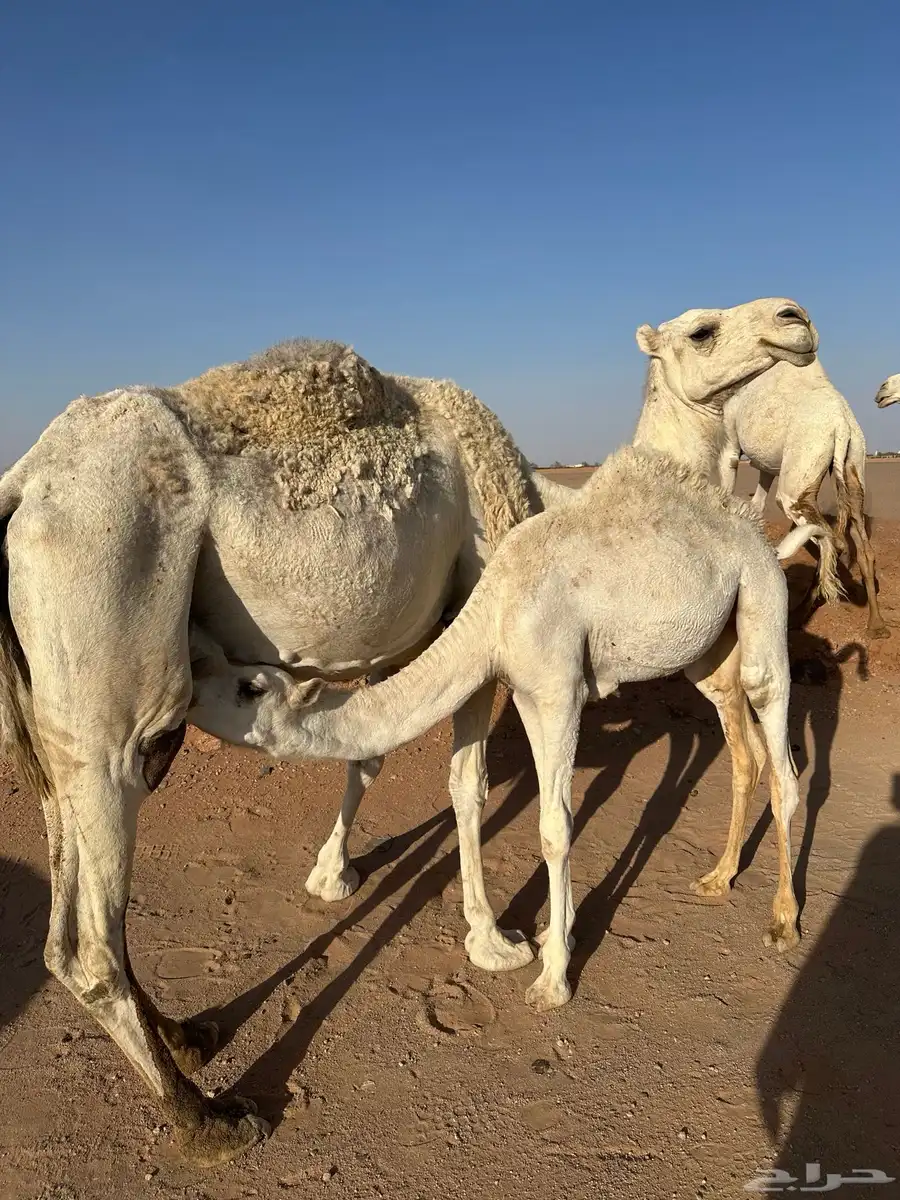 ناقه خلفه معها بكره رمانيه ديدها ثليث نحلبها وترضع بكرتها 0