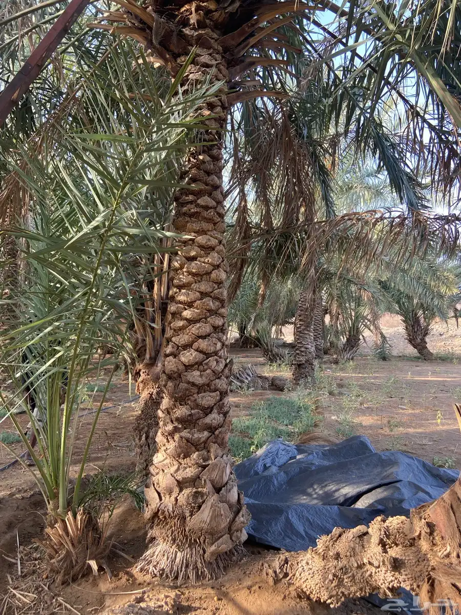 نخل للبيع 7