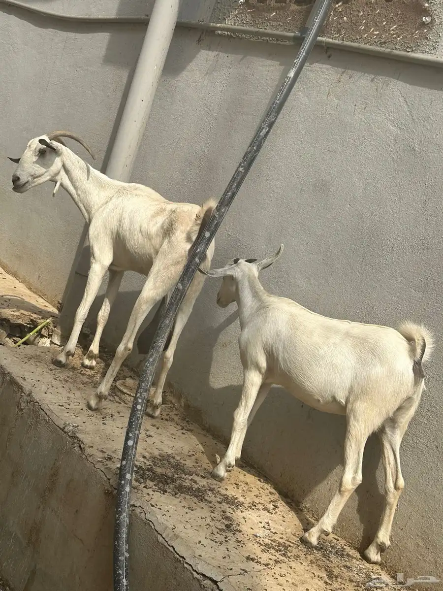 غنم 2 تيس 1 رخل 3 index