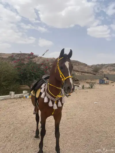 حصان شعبي 0