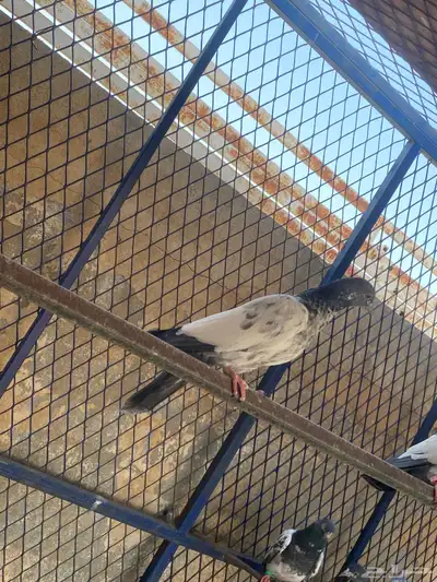 طبات للبيع 2
