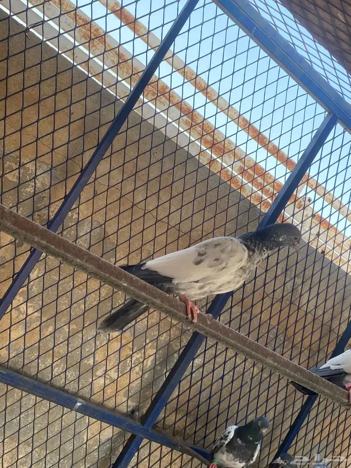 طبات للبيع 2