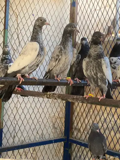 طبات للبيع 0