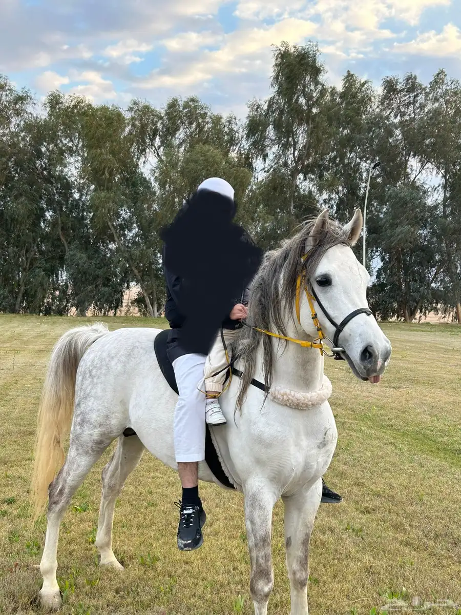 حصان شعبي بيع مستعجل index