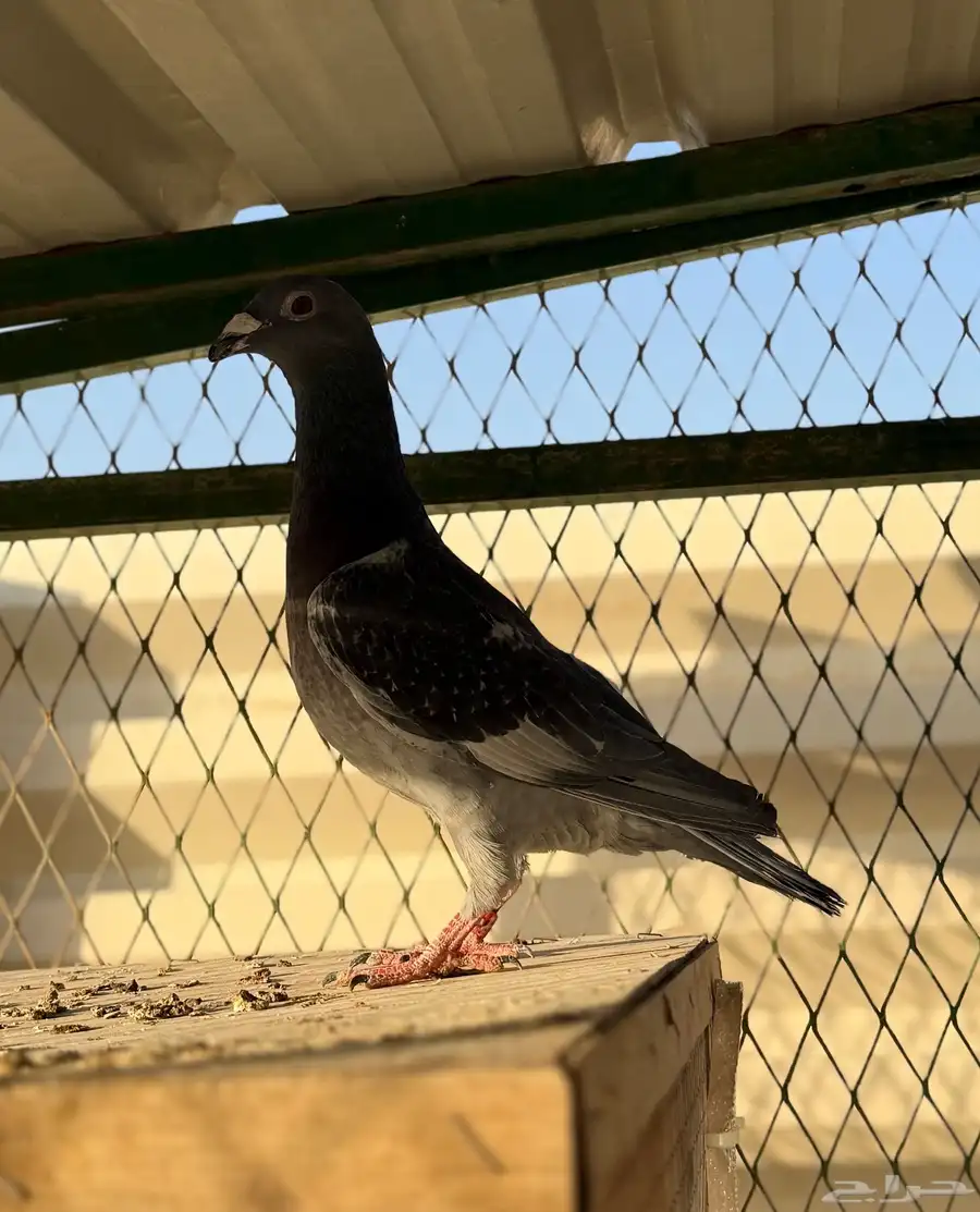 ذكر زاجل سباق 0
