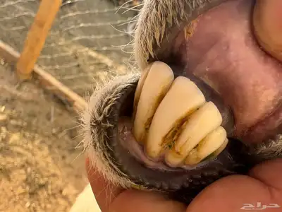 شاه حريه متبع تم البيع 2