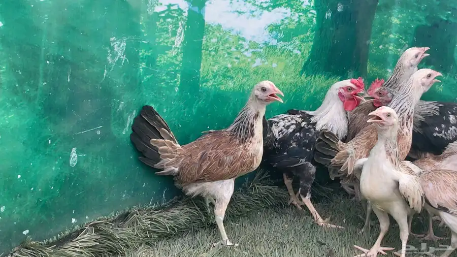 دجاج عربي ترثه اصيل   دندراوي 1