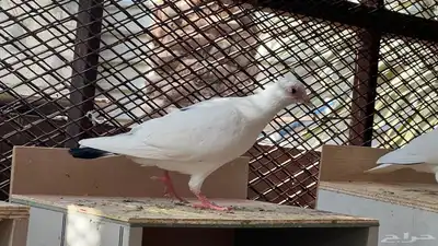 حمام فرنسي لاحم 3