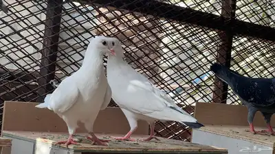 حمام فرنسي لاحم 5