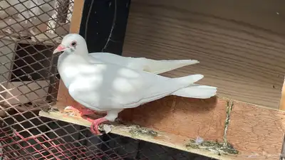 حمام فرنسي لاحم 6
