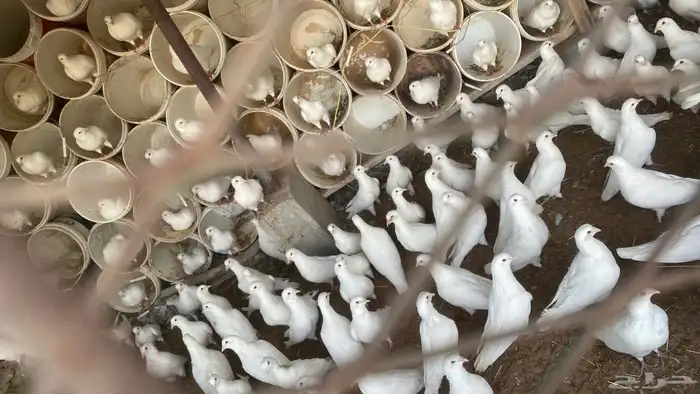 حمام فرنسي عشة 0