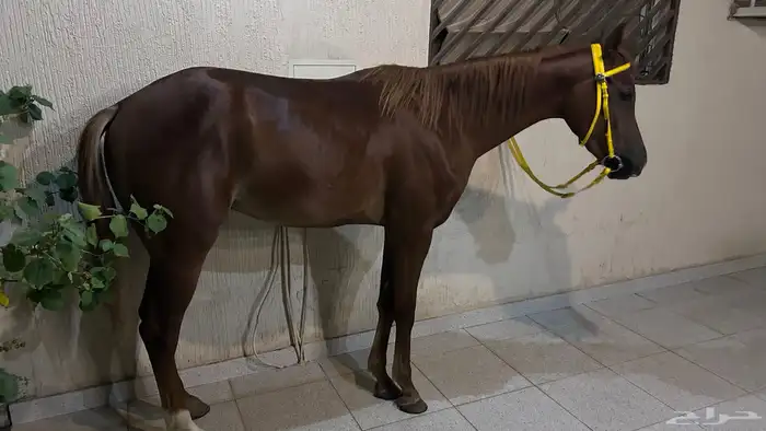 مهر فاخر 3