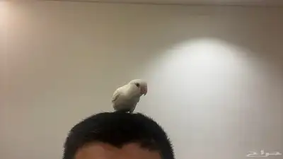 ببغاء روز البينو (عيونه حمرا) اليف لعوب 1