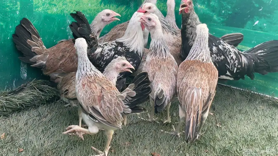 دجاج عربي ترثه اصيل   دندراوي 0