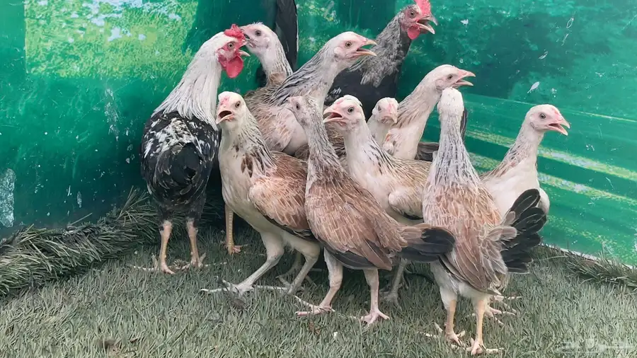 دجاج عربي ترثه اصيل   دندراوي 4