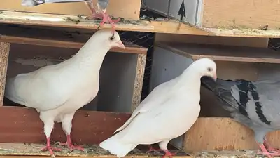 حمام فرنسي لاحم 2