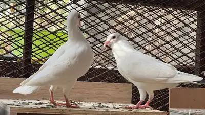 حمام فرنسي لاحم 1