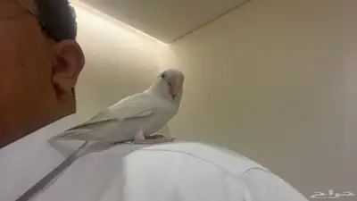 ببغاء روز البينو (عيونه حمرا) اليف لعوب 0