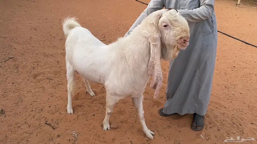 فحل هولندي 0