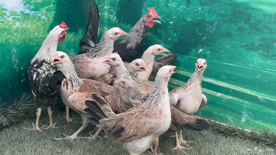 دجاج عربي ترثه اصيل   دندراوي 3
