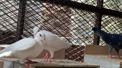 حمام فرنسي لاحم 8