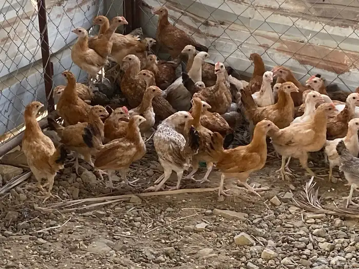 دجاج 4