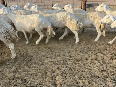 رخال مقاني 0