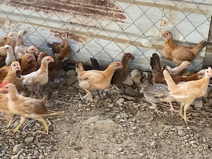دجاج 6