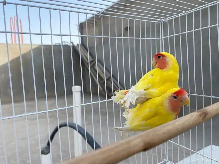 للبيع 2 روز رد فيس 0