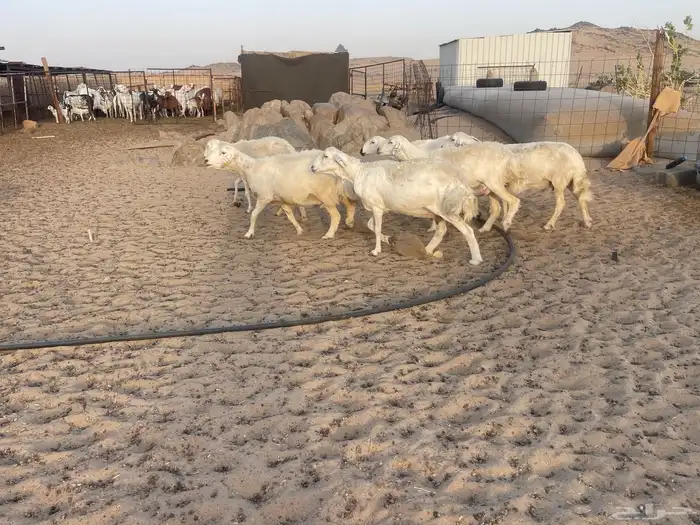 ضان حريه 5
