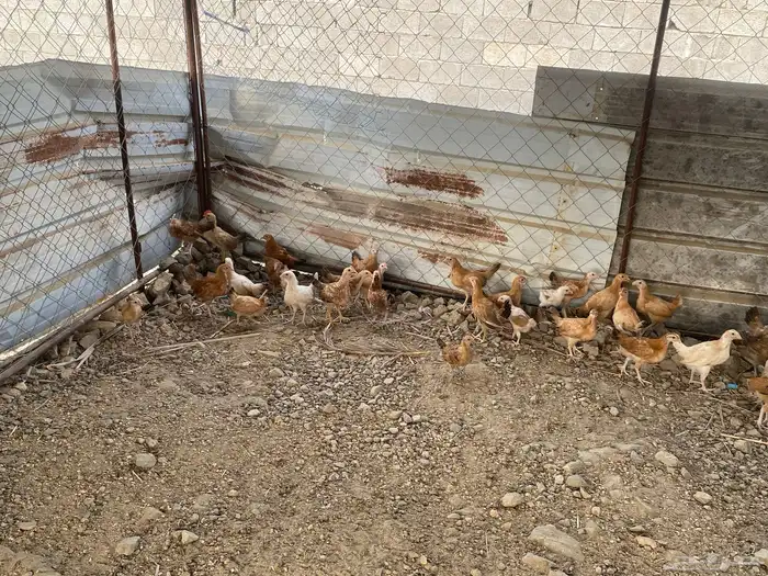 دجاج 0
