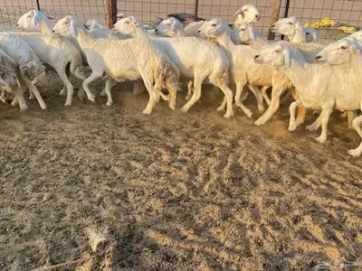 رخال مقاني 6