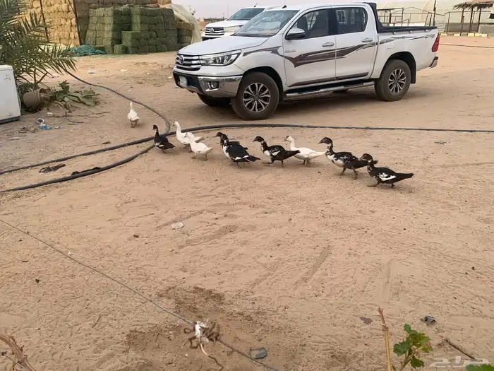 بط مصري 10 حبات ويوجد فروخ بط 2