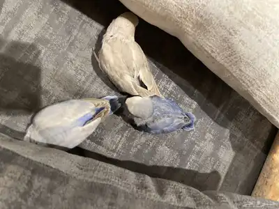 فروخ روز تم البيع 0