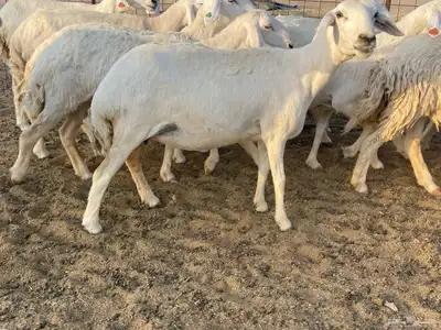 رخال مقاني 5