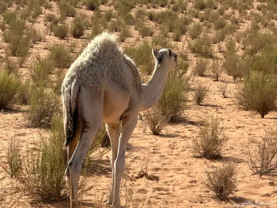حشو 2