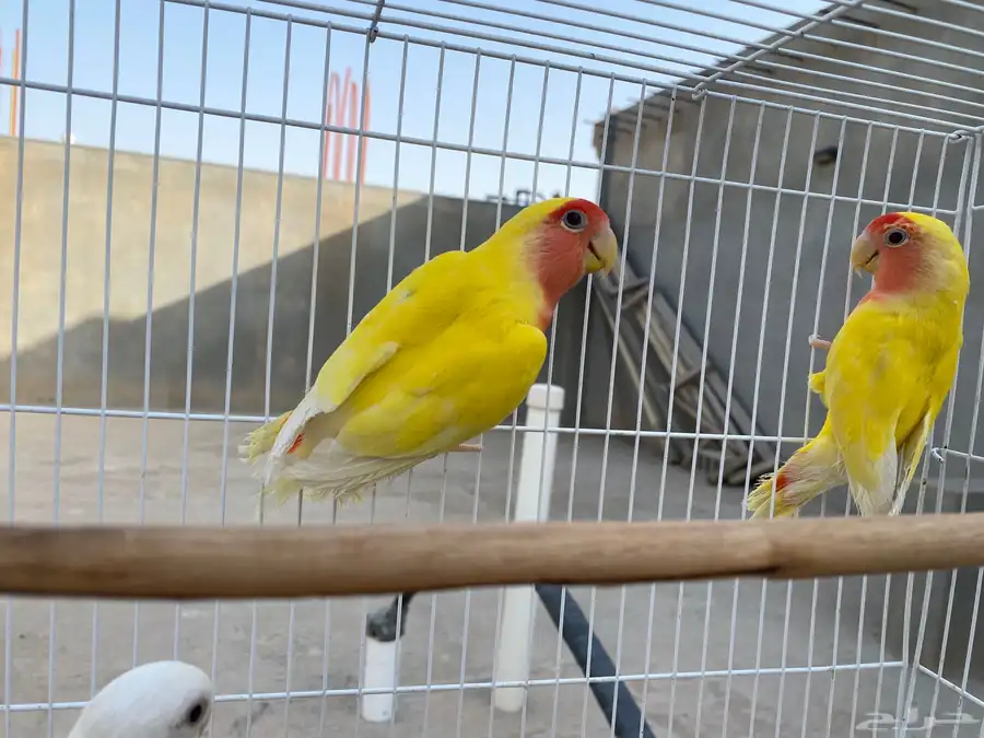 للبيع 2 روز رد فيس 2